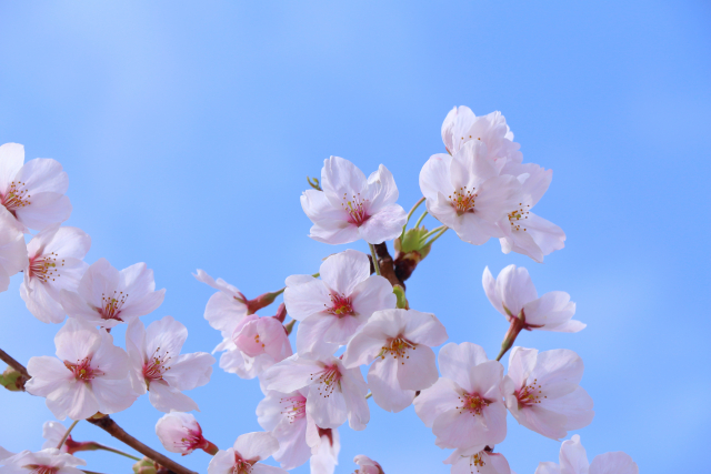 桜